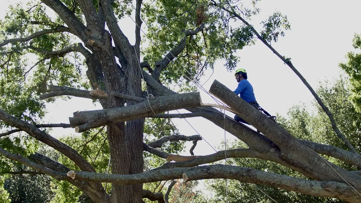 Professional Crown Thinning performed by certified arborists in Bellville